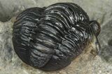 Two Detailed Gerastos Trilobite Fossils - Morocco #376924-9